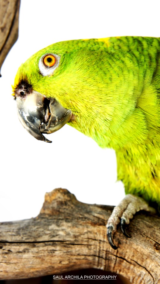 BUSTER THE PARROT