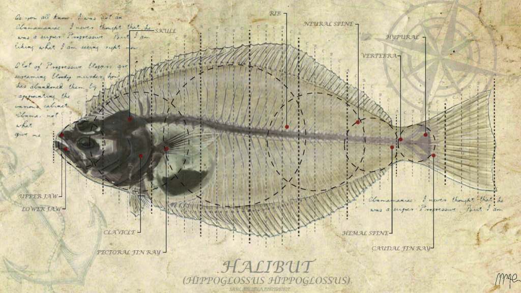 HALIBUT FISH ANALYSIS