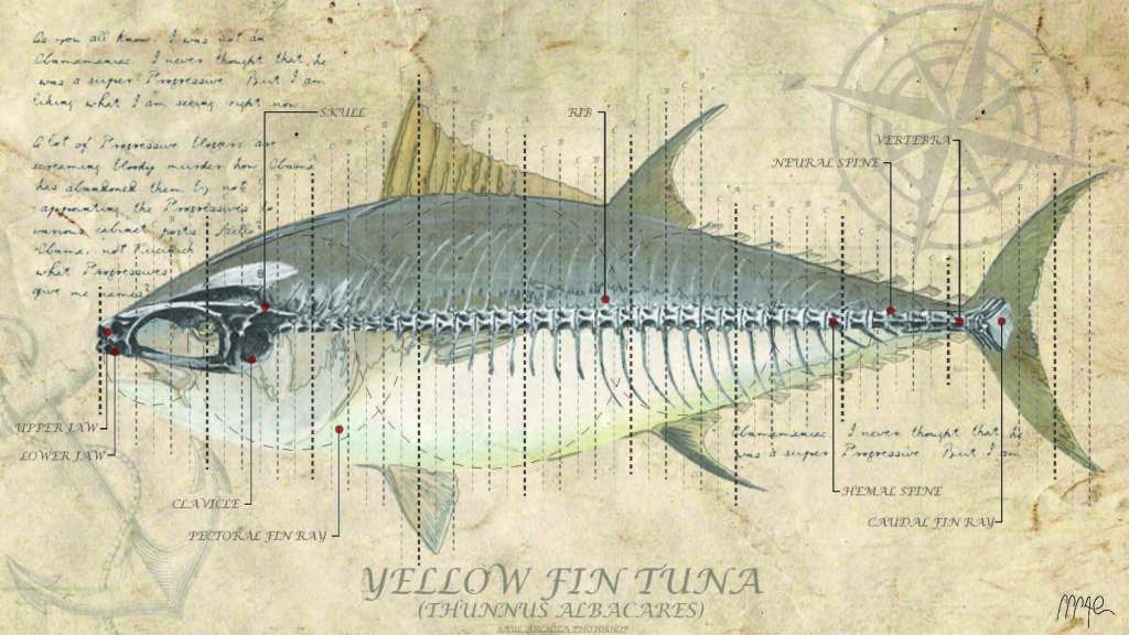 YELLOW FIN TUNA FISH ANALYSIS